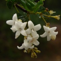 Hedyotis trimenii var. trimenii Deb & Ratna Dutta